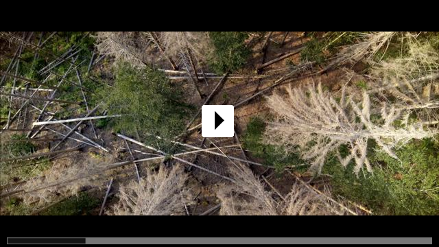Zum Video: Der wilde Wald