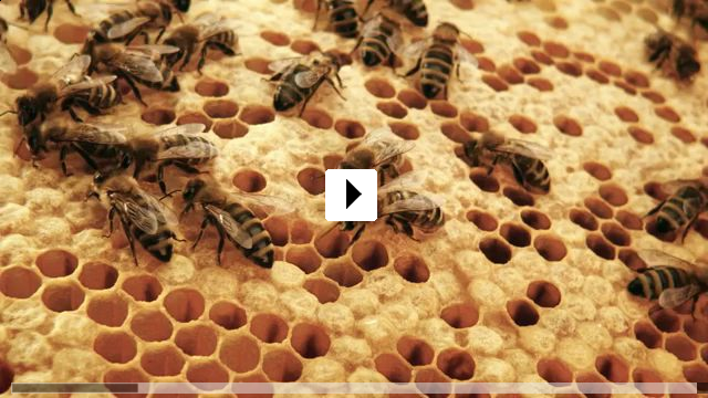 Zum Video: Tagebuch einer Biene