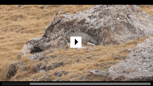 Zum Video: Der Schneeleopard
