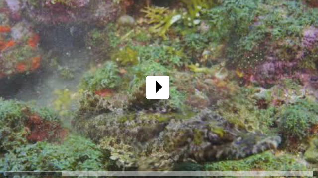 Zum Video: Under the Sea 3D - Paradiese im Meer