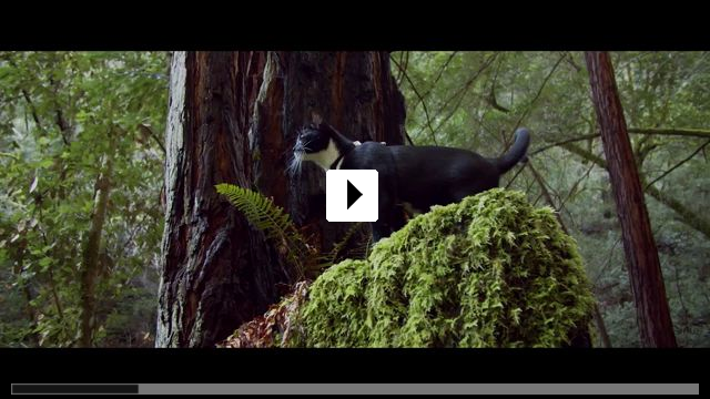 Zum Video: Cat Daddies - Freunde fr sieben Leben
