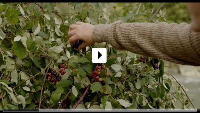 Zum Video: Amsel im Brombeerstrauch