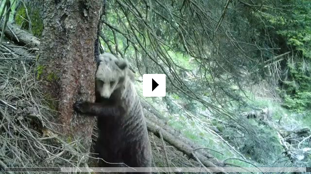 Zum Video: Gefhrlich nah - Wenn Bren tten