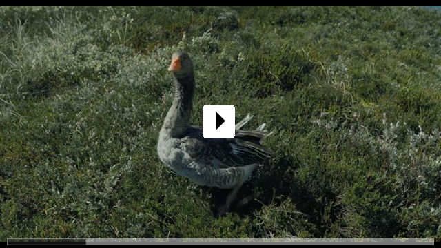 Zum Video: Amrum