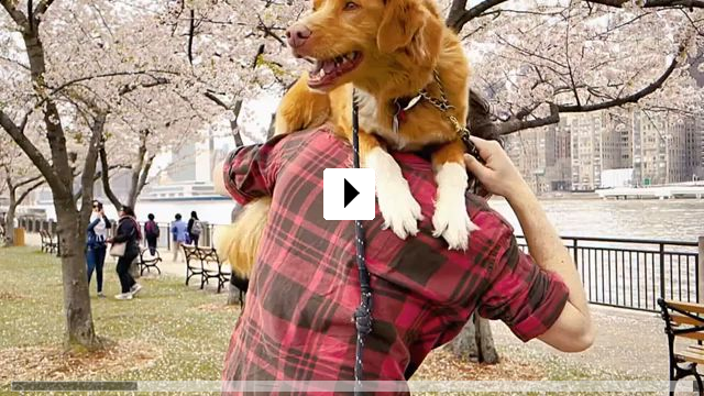 Zum Video: Good Boy