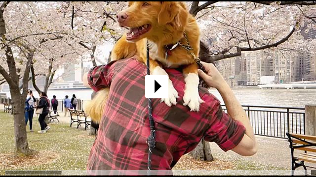 Zum Video: Good Boy -Trust His Instincts