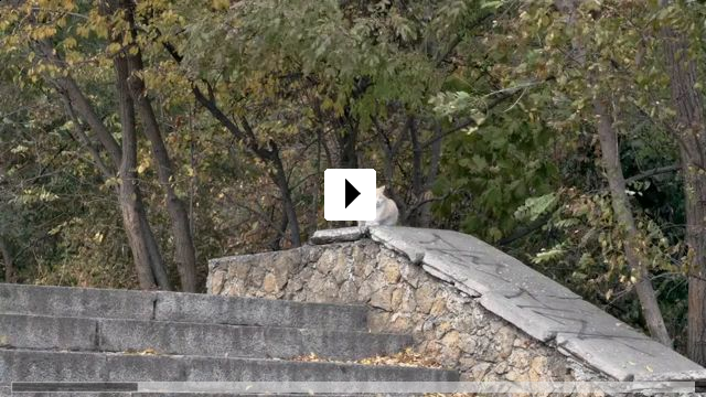 Zum Video: When Lightning Flashes Over the Sea