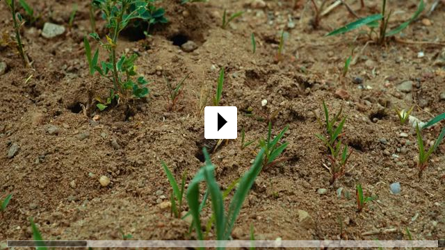 Zum Video: Insekten - Helden im Verborgenen