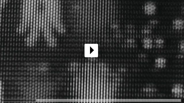 Zum Video: Moscas - Fliegen und andere Gäste