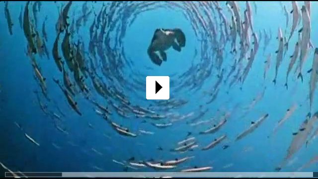 Zum Video: Hilfe, ich bin ein Fisch