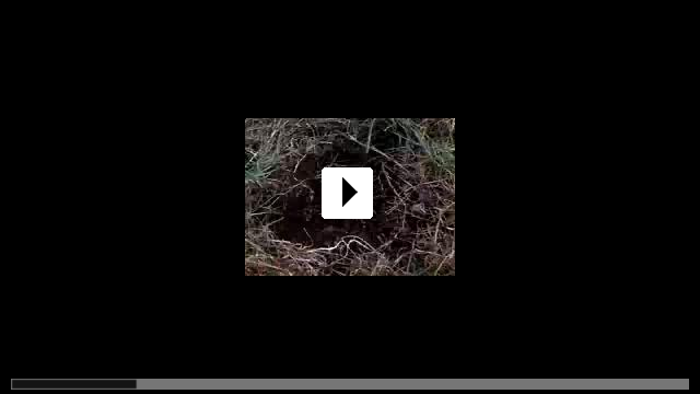 Zum Video: Greenfingers - Harte Jungs und zarte Triebe