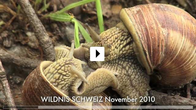 Zum Video: Wildnis Schweiz