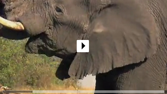 Zum Video: Serengeti