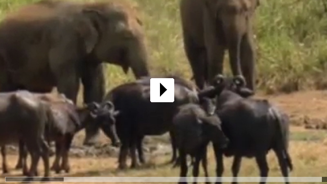 Zum Video: Chandani und ihr Elefant
