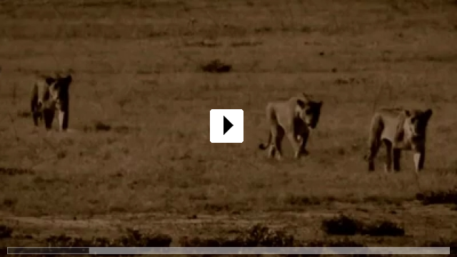 Zum Video: The Last Lions