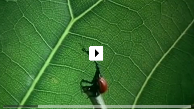 Zum Video: Bugs! Abenteuer Regenwald