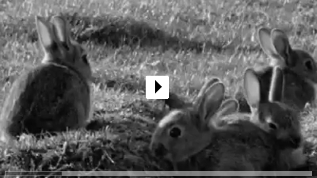 Zum Video: Rabbit ? la Berlin