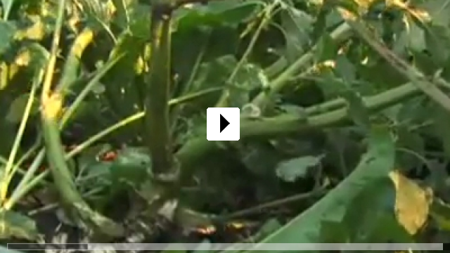 Zum Video: The Harvest/La Cosecha