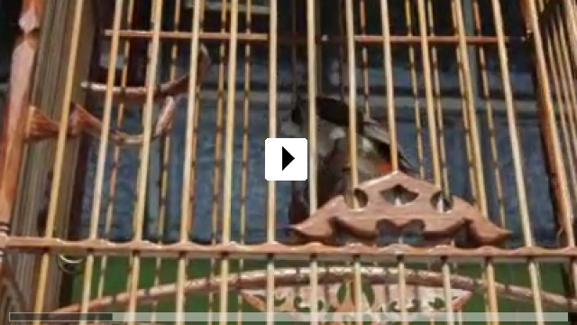 Zum Video: The Dream Cages