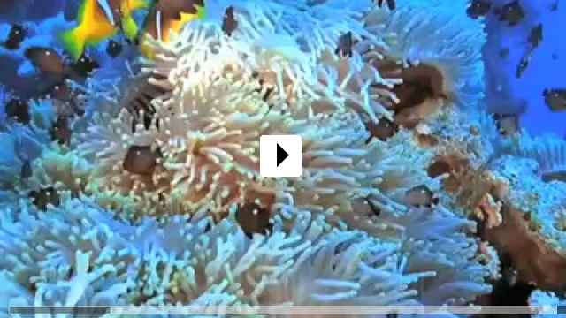 Zum Video: Faszination Korallenriff