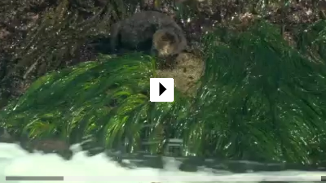 Zum Video: Otter 501